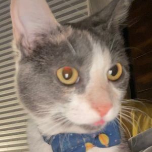 Meet your Posher, Boo